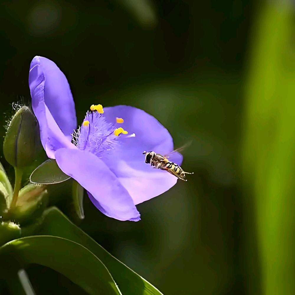 花涧蜜语