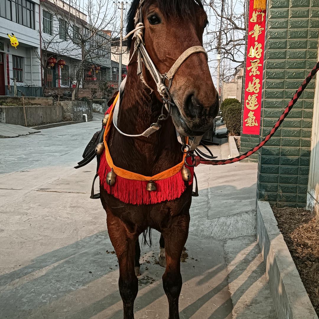 婚庆大红🐴马