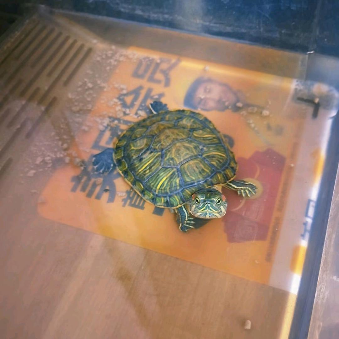 爱蹦哒的龟龟