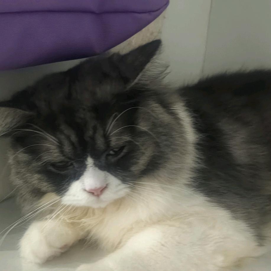 我是一只小猫咪