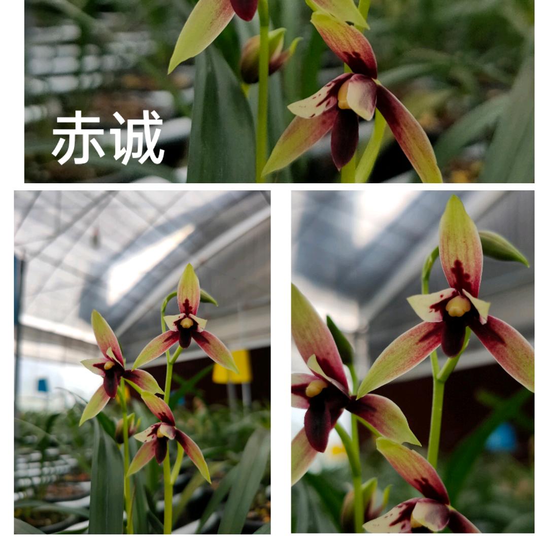 闽众兰花赖靖华