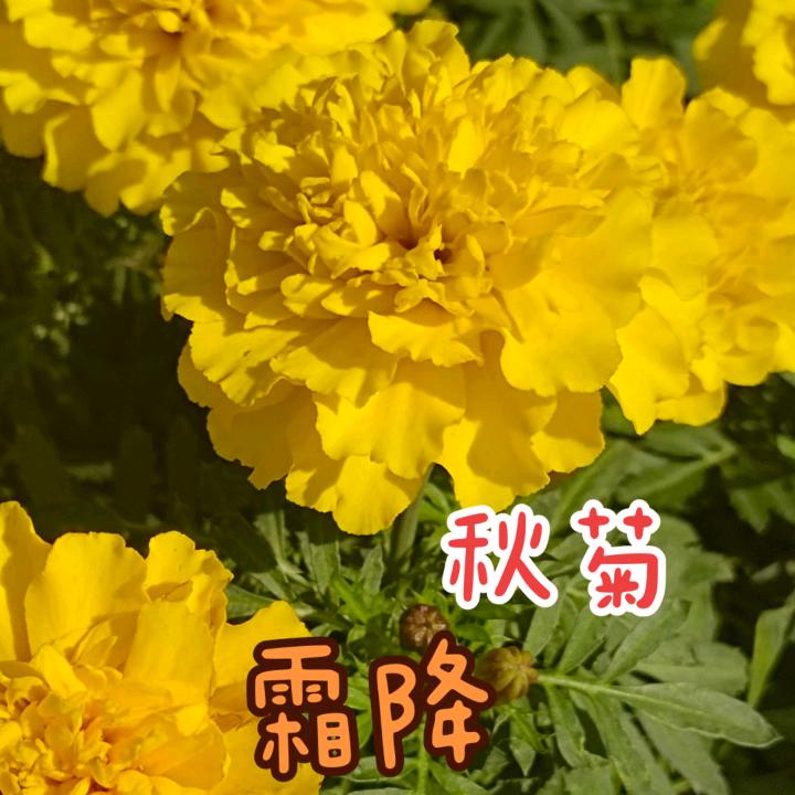 红生