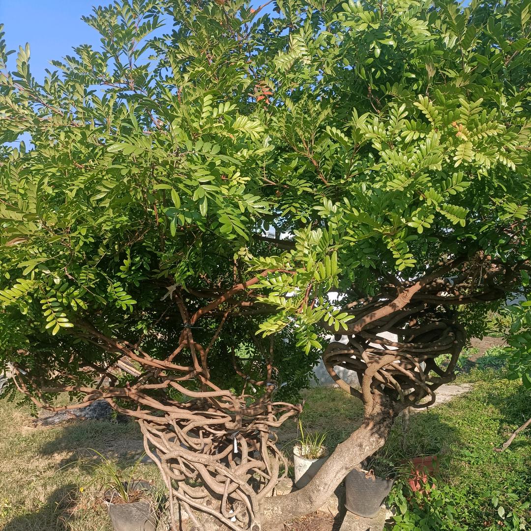 ℳঞ余生🍒随心꧔ꦿ້໌ᮨ࿐