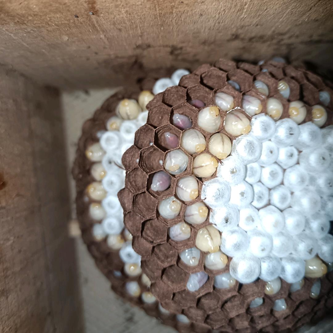 黔东南州黎平县胡蜂养殖