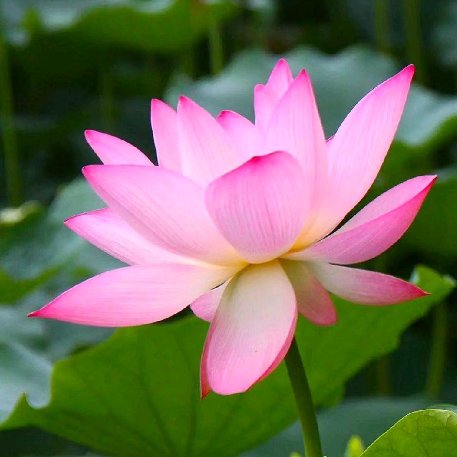 红叶😆喜欢运动❤️喜欢唱歌跳舞❤️