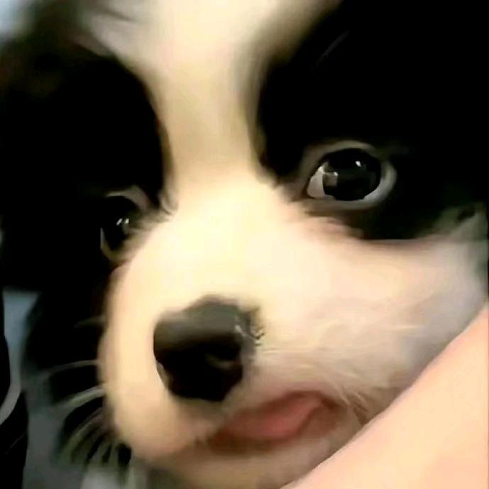 厄运小驹(恩师陶喆)