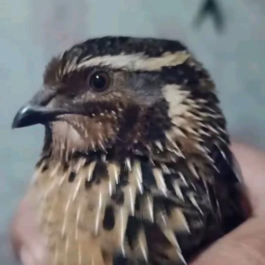 周周家庭农场杂交繁殖