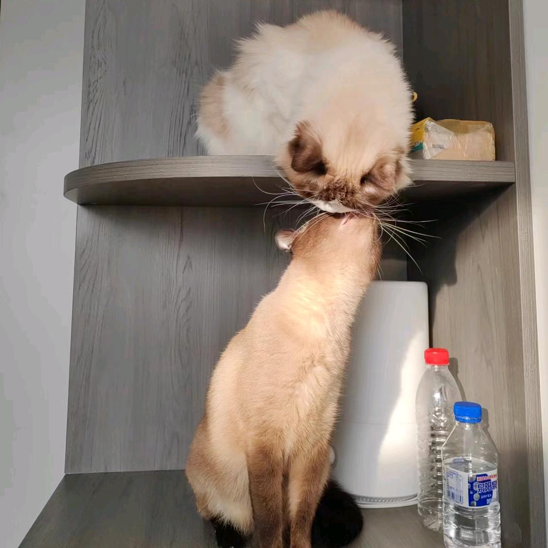 汤姆就是只猫