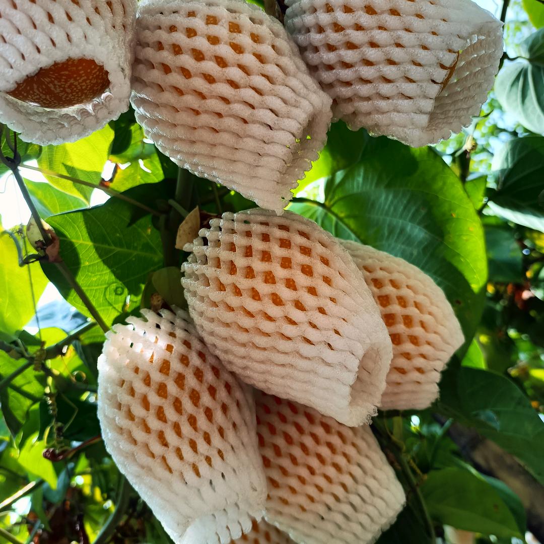 热情果