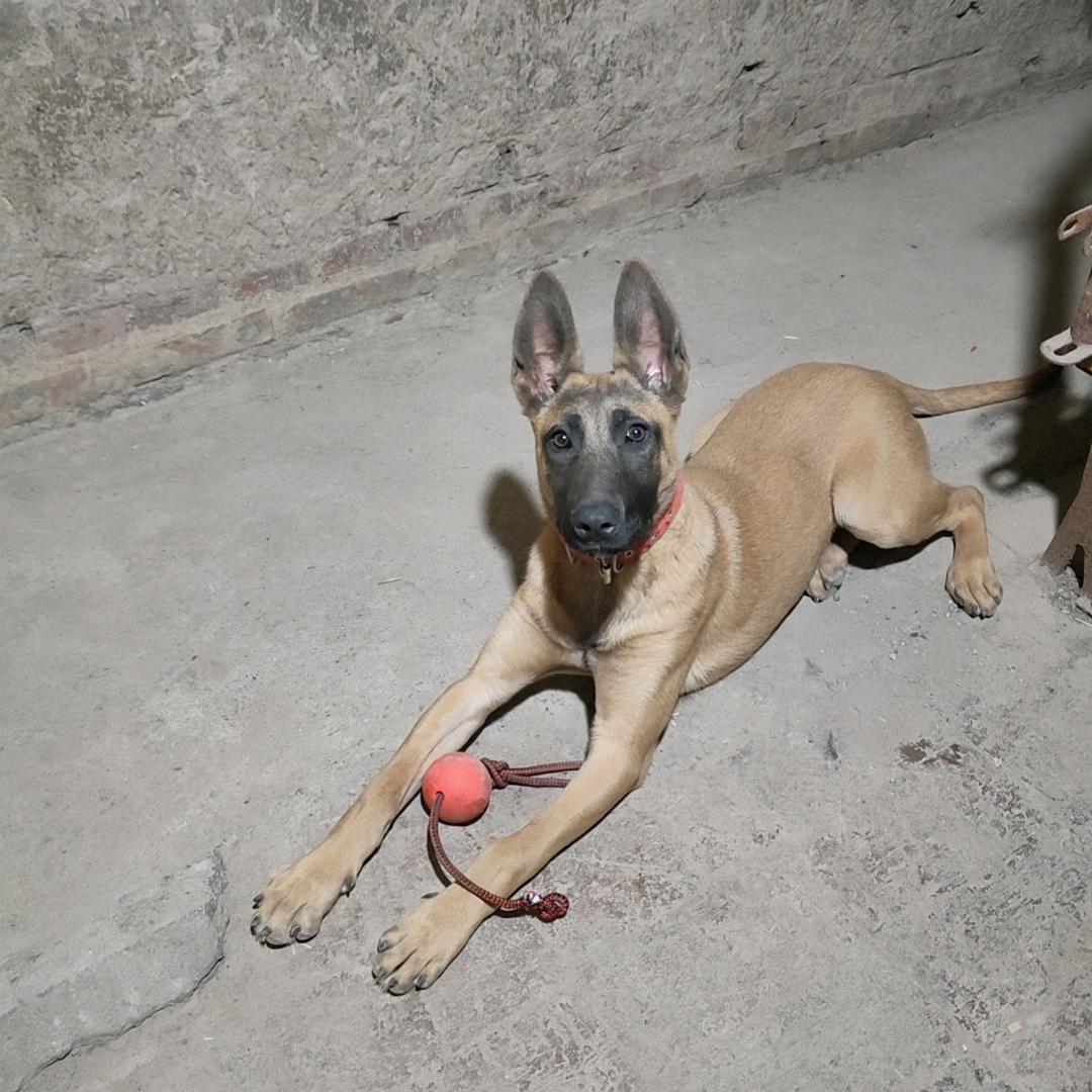 养就养高动力马犬