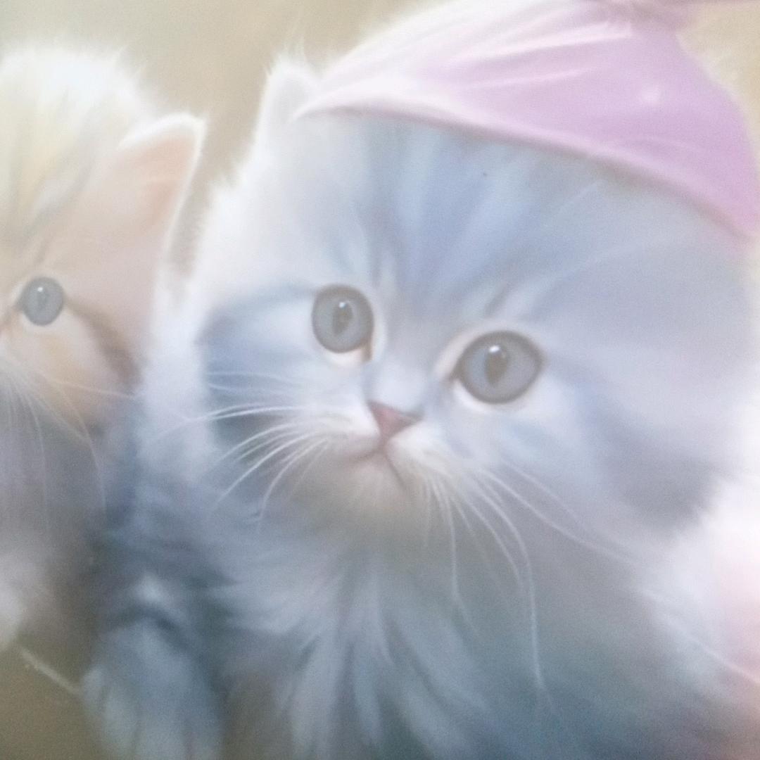 馋嘴钓鱼猫