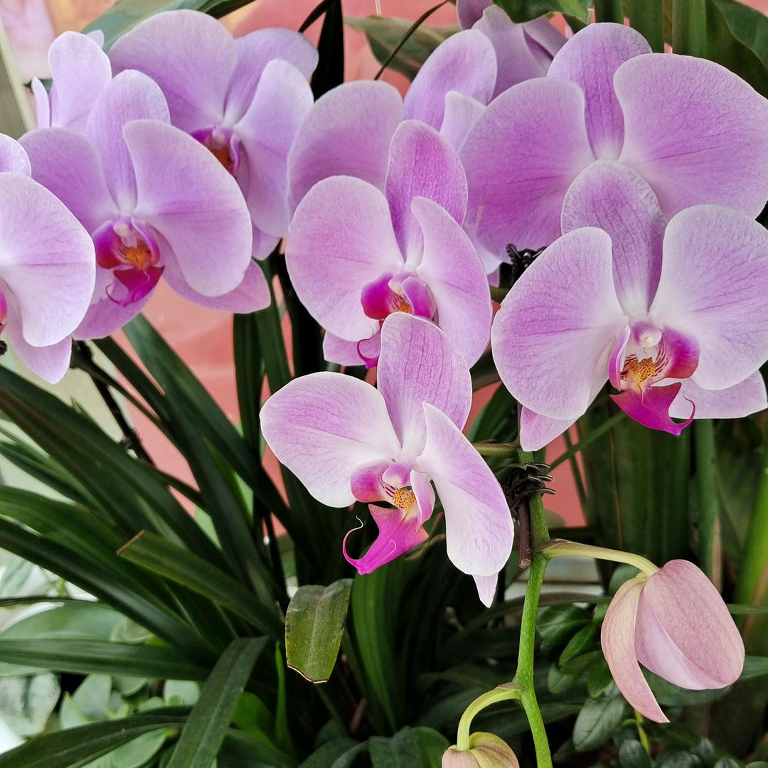 东莞美盛达仿真蝴蝶兰/绣球