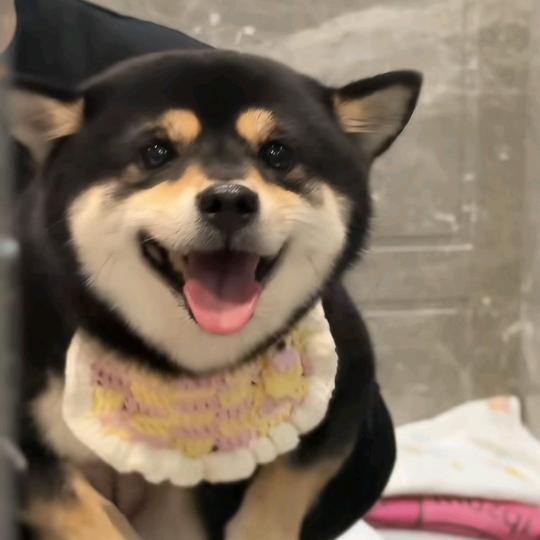 芝麻🥜手工店🏭