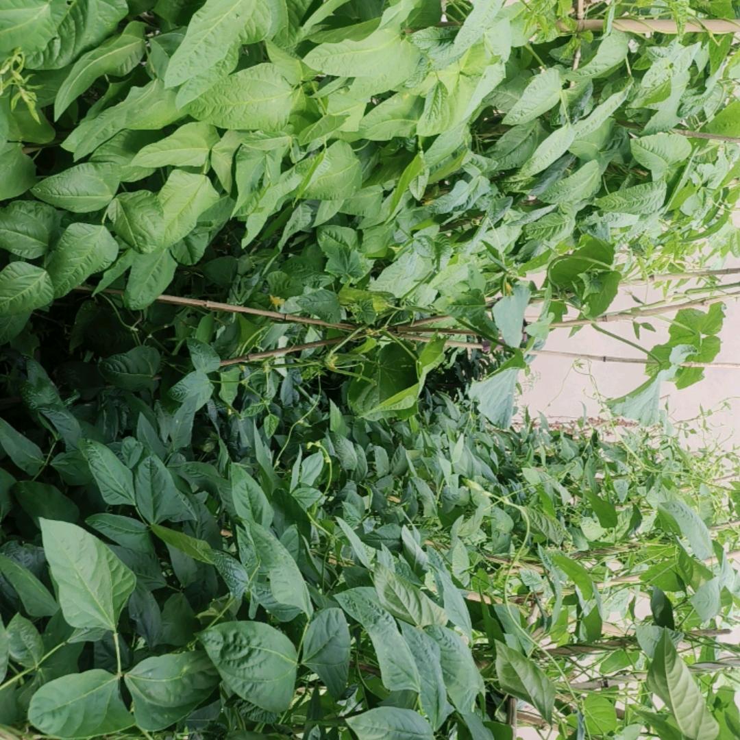 无为在天津收废品