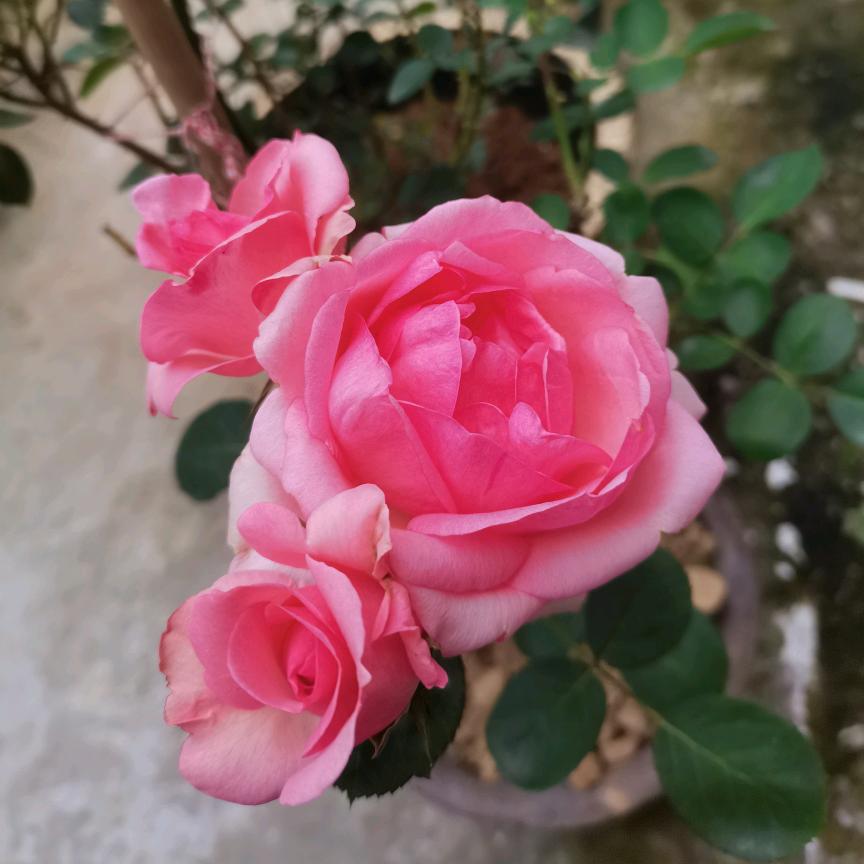 丽丽生鲜配送
