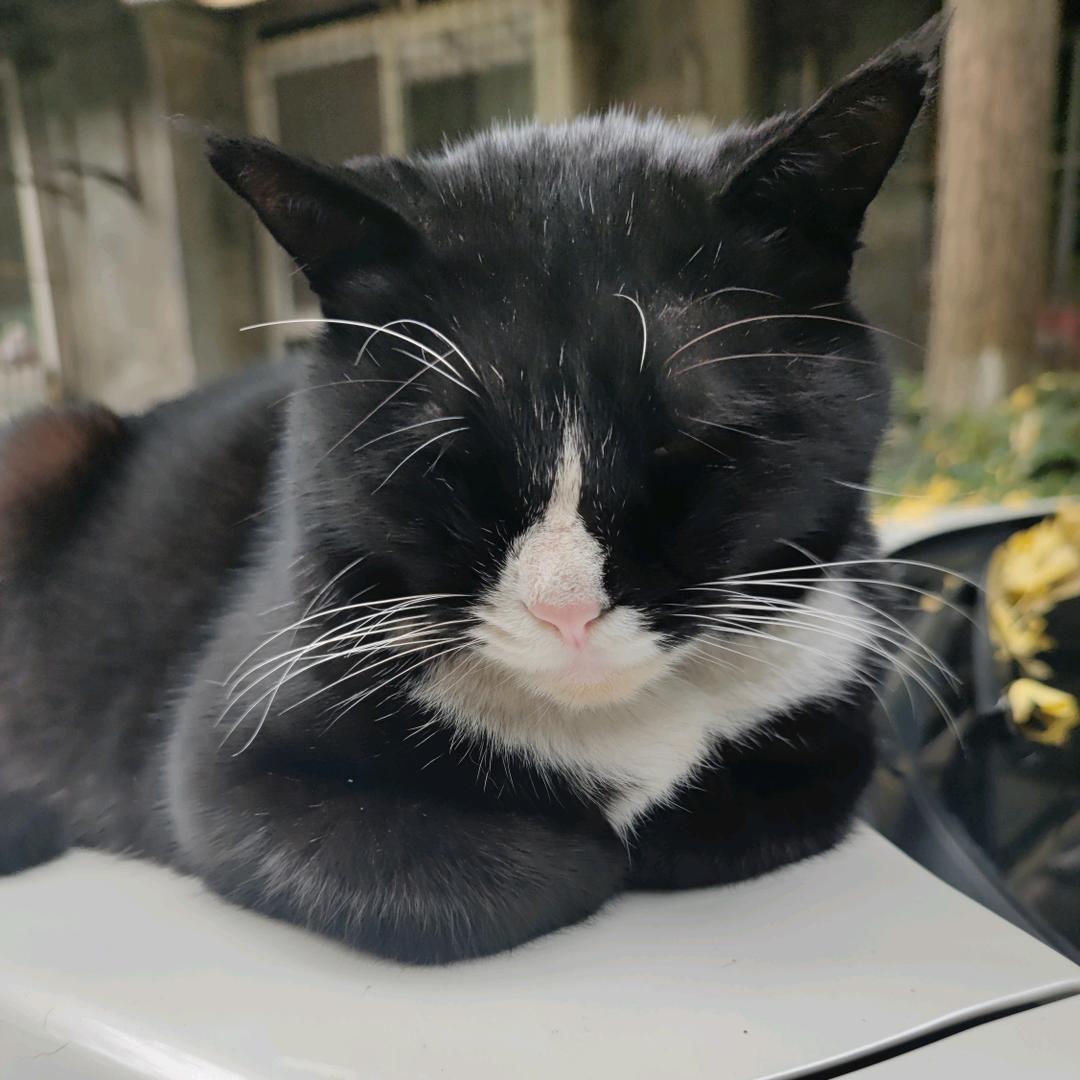 横竖撇啦的木木