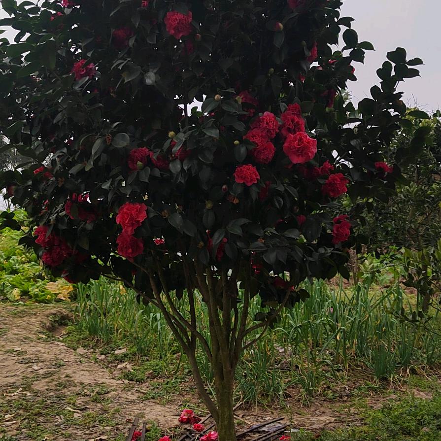 茶花
