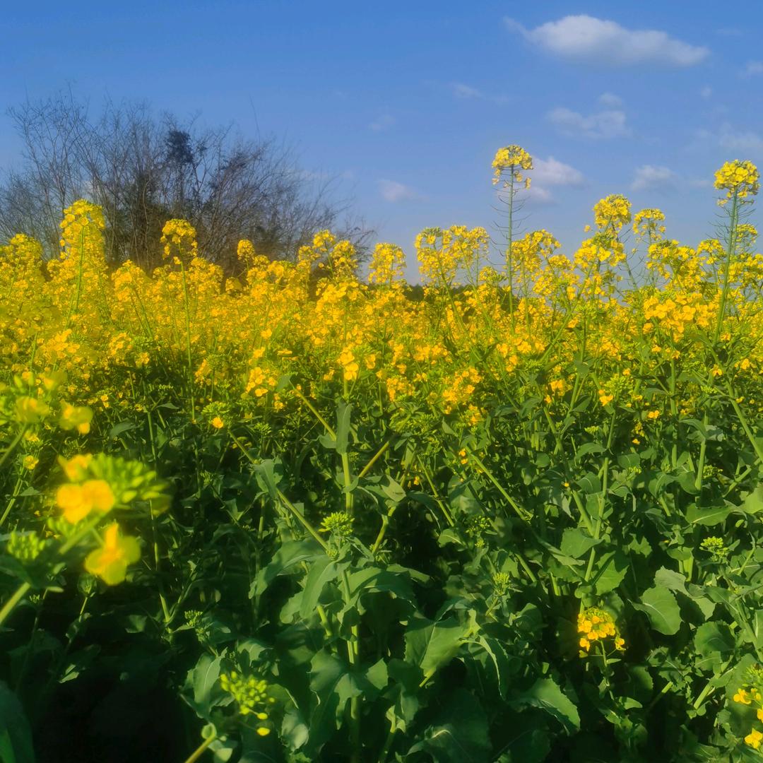 ᰔᩚ᭄心想💞ℛ事陈꧔ꦿᩚ࿐🕊