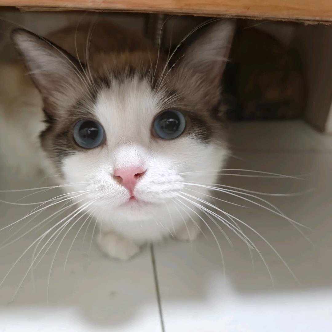 被猫遛的鲸鱼