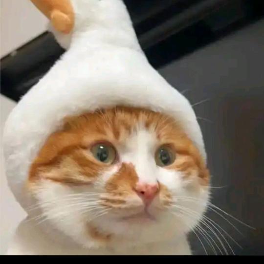 小小怪