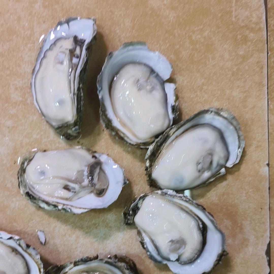 湛江盛记生蚝批发