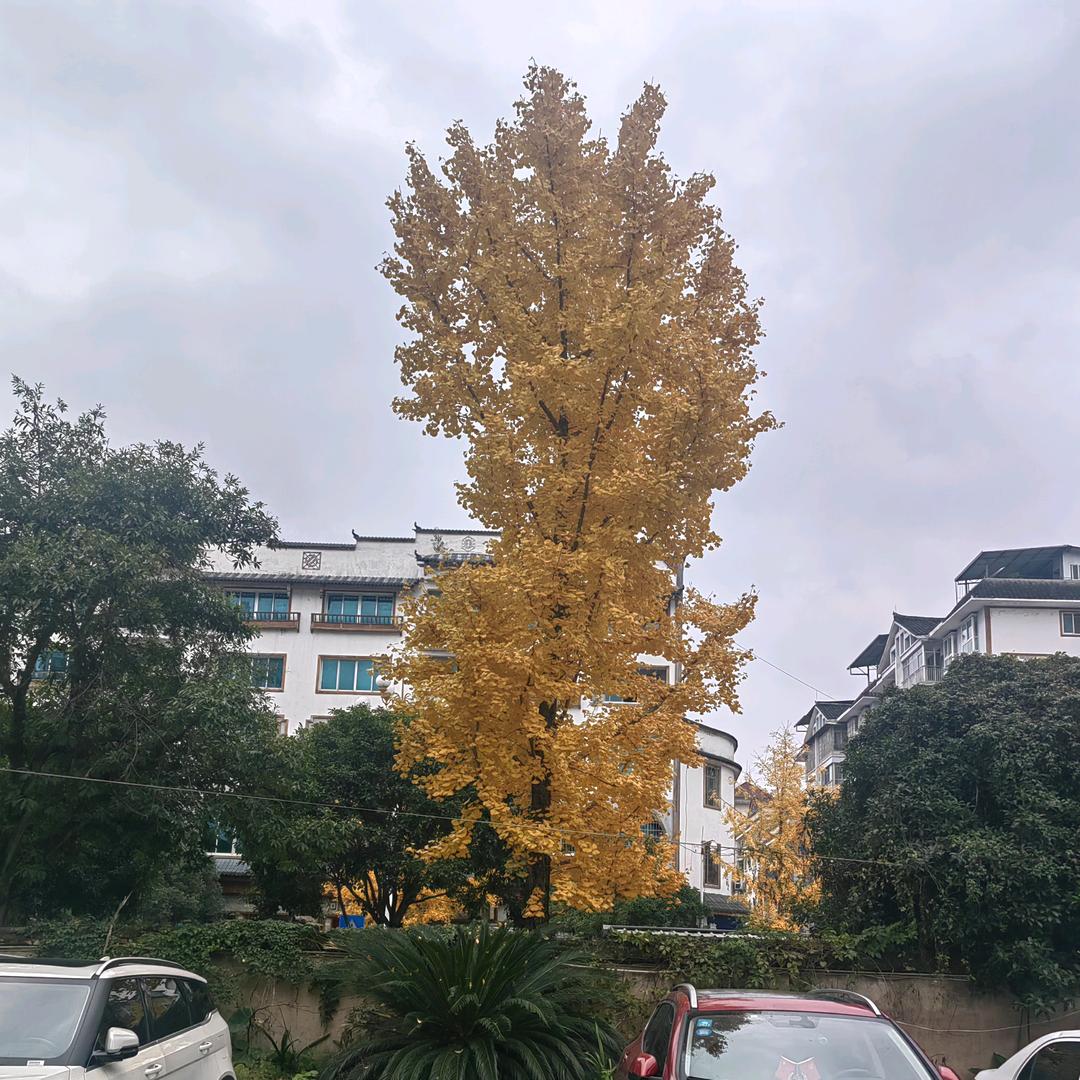 龙龙