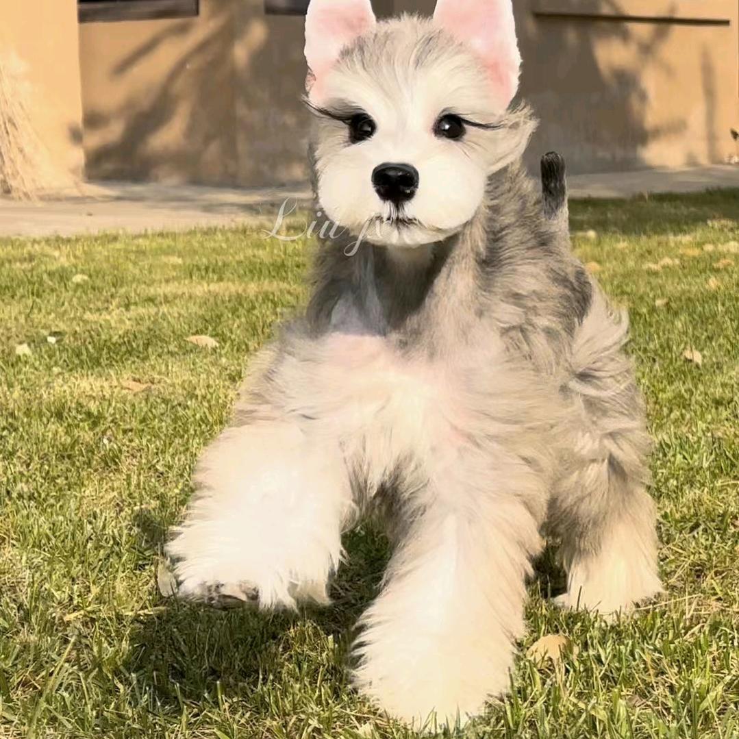 精品汪汪队之家