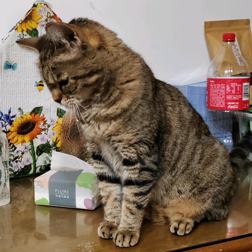 恋家的耗子（🍬糖糖🍬の爸爸）