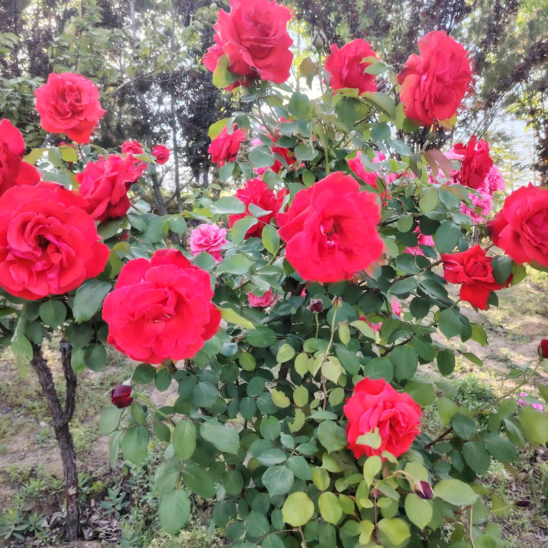 互关互粉互赞一千万