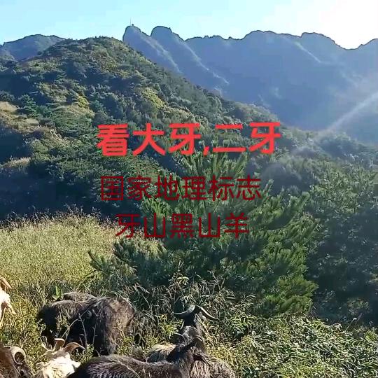 登山羊🐐
