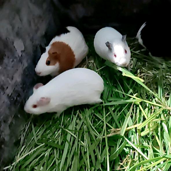 襄阳市实验荷兰猪养殖基地