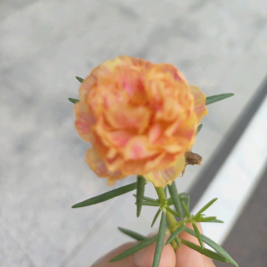 缘来