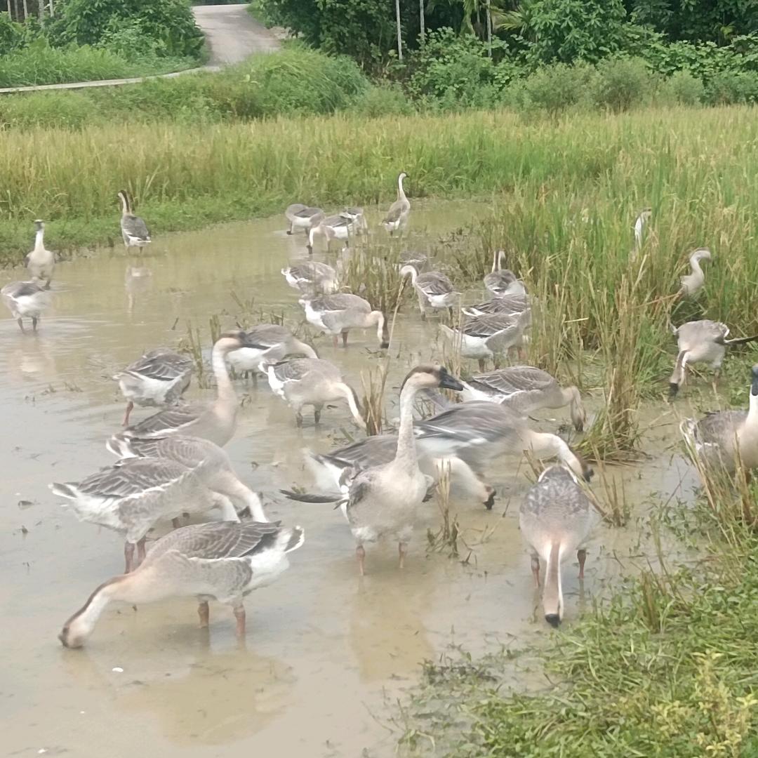 养鹅人🦢