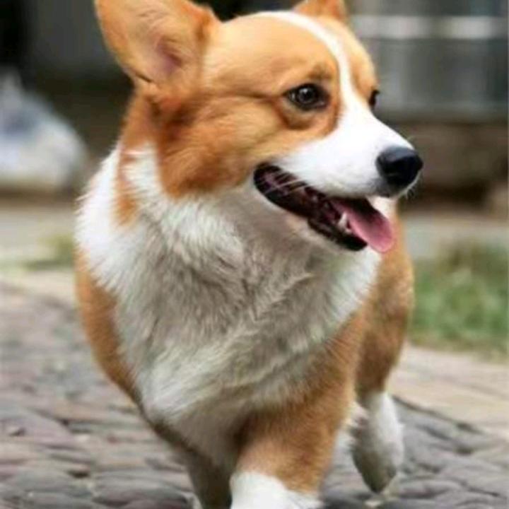谢大