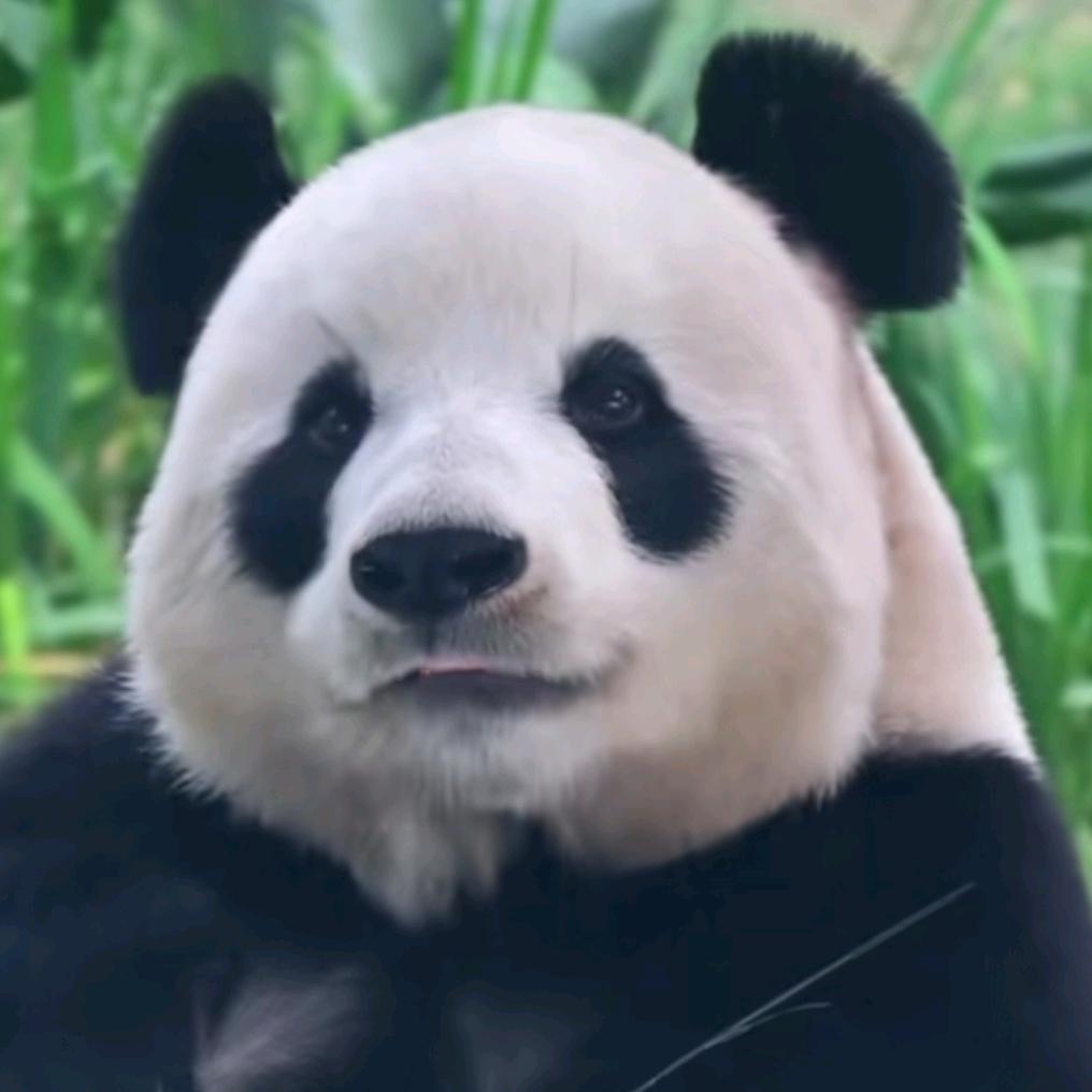 ˙·熊猫是个小短腿·