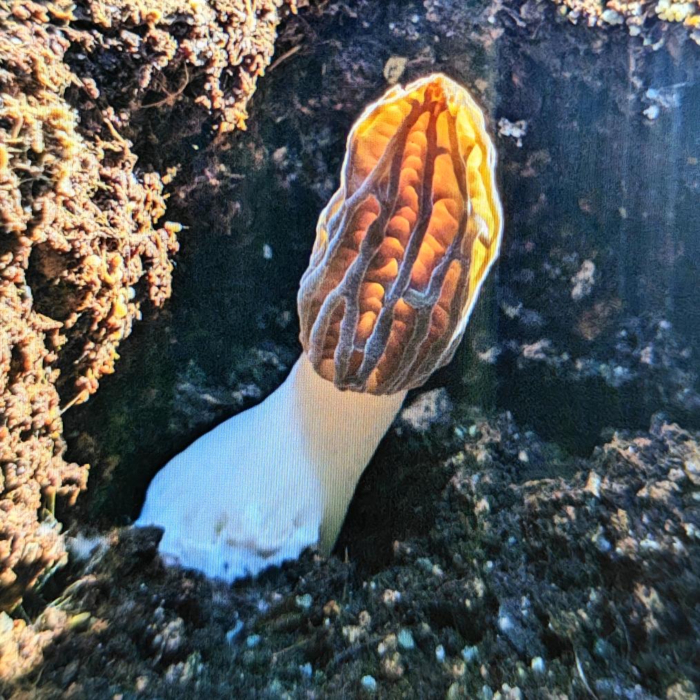 蜀鄉曉哥(羊肚菌)