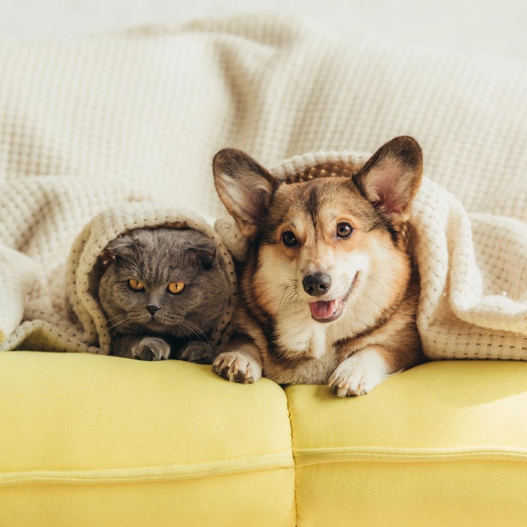 ☁️主播助理（别关注哦）
