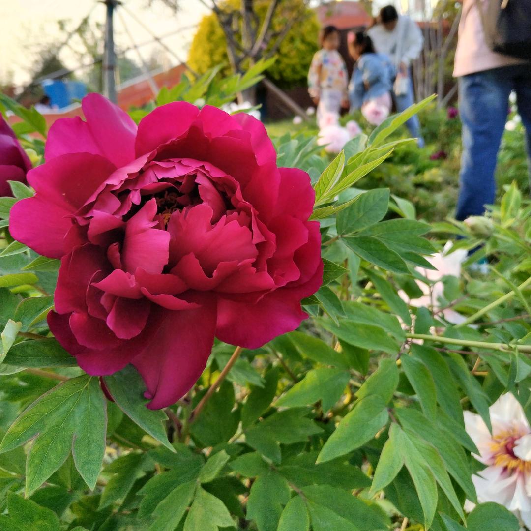 英语口语每日一练