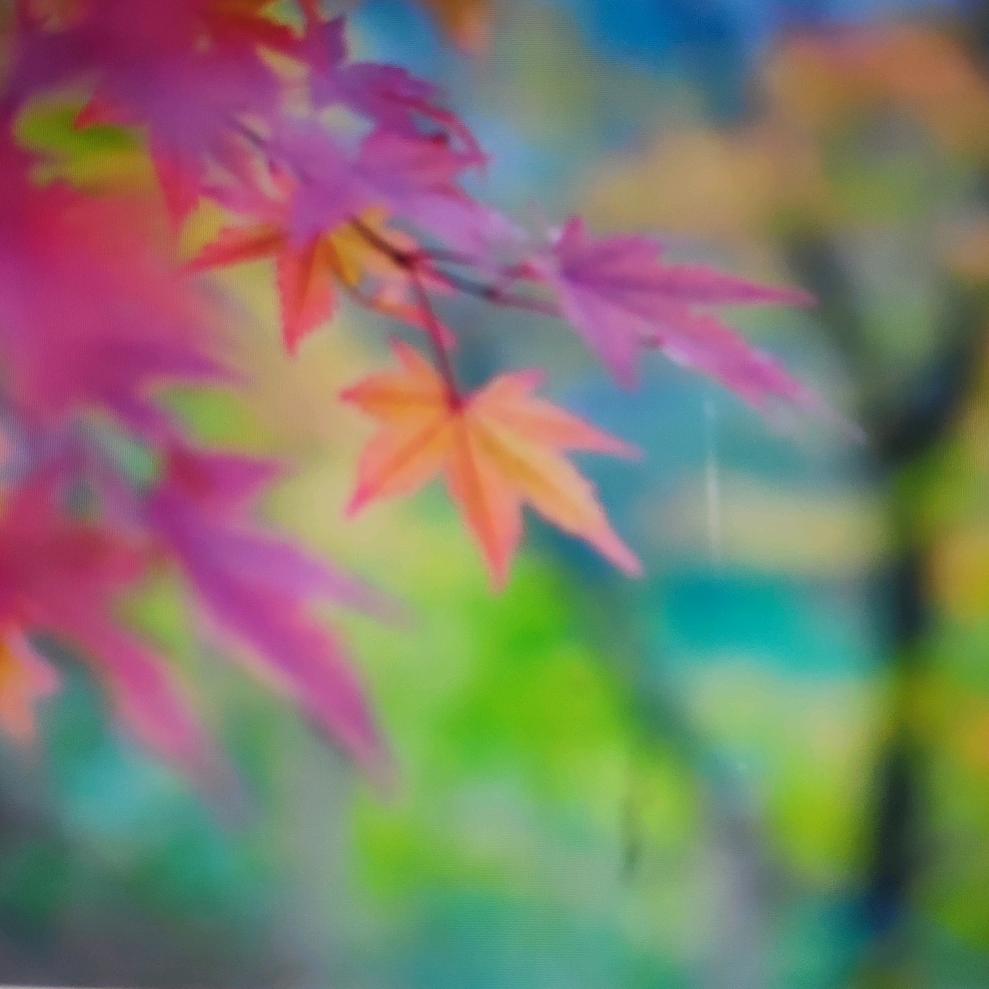 🍀🍀一叶知秋🌻🌻