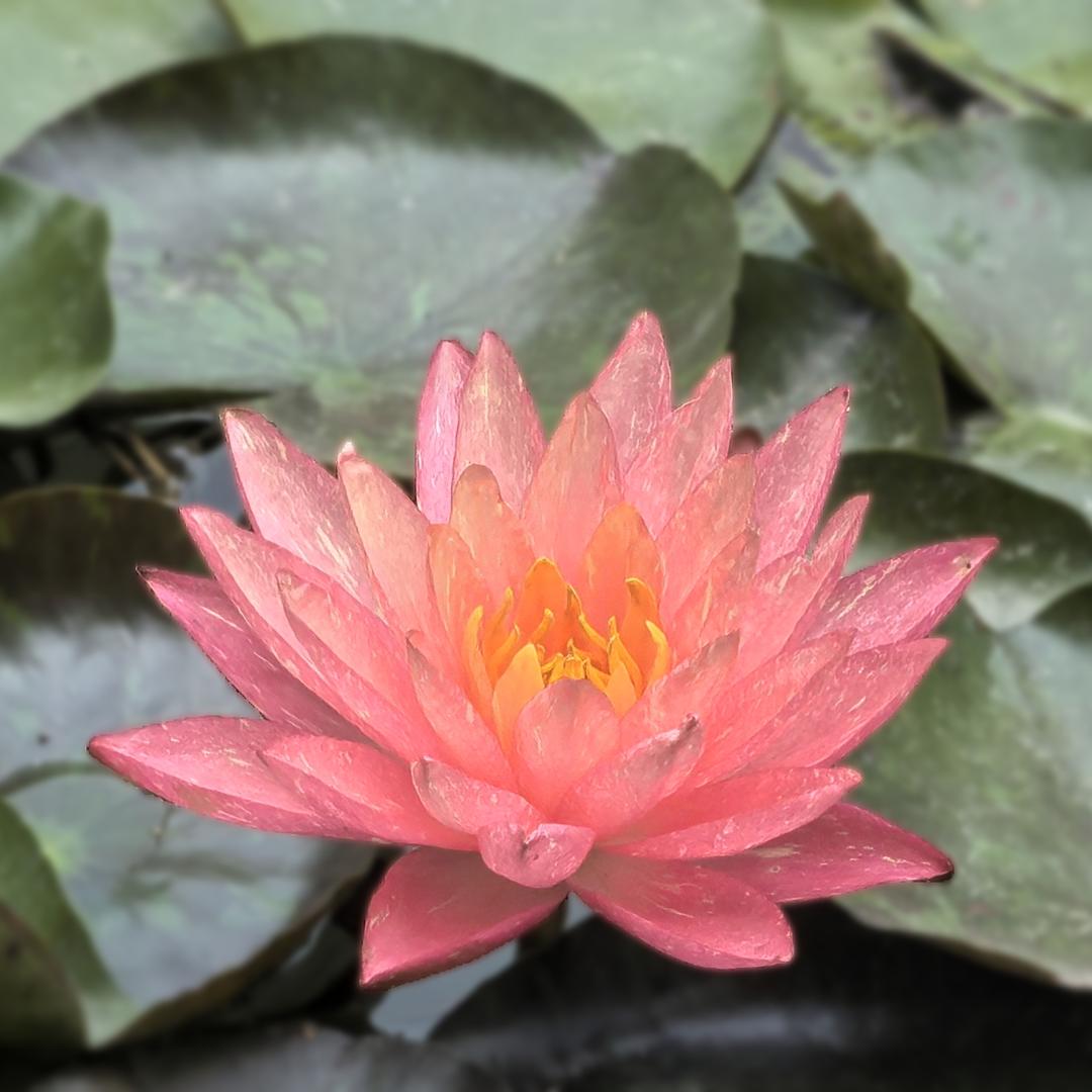 富贵花开