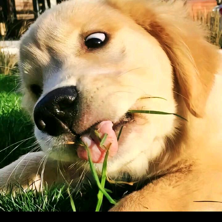 小狗不吃草