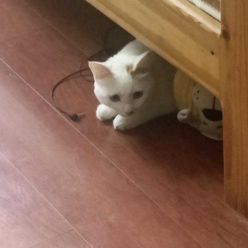 潇洒哥