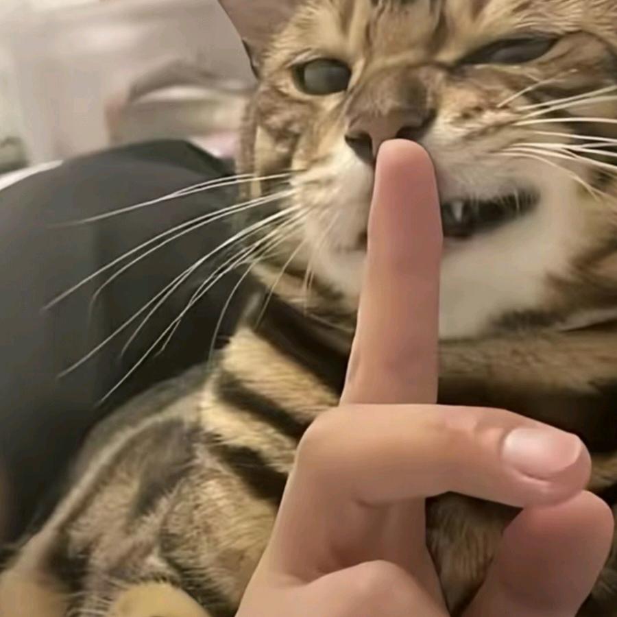 是朱不是猪