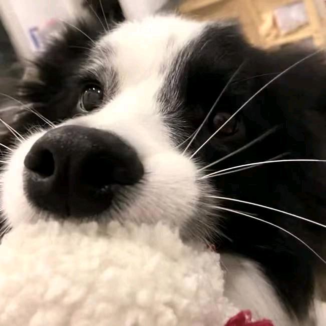 不吃香菜(庞赞过作品版)