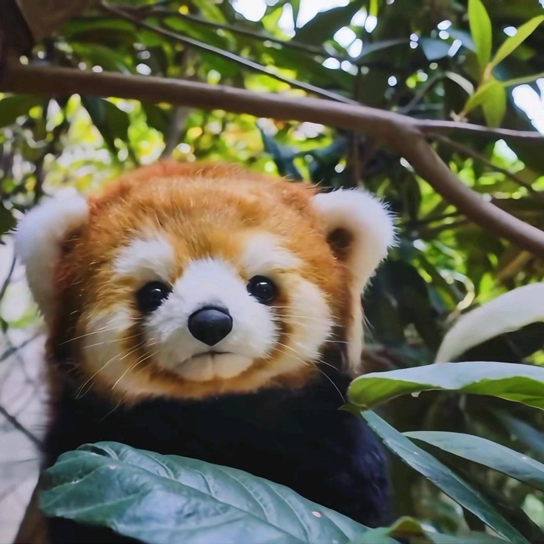 阿木木