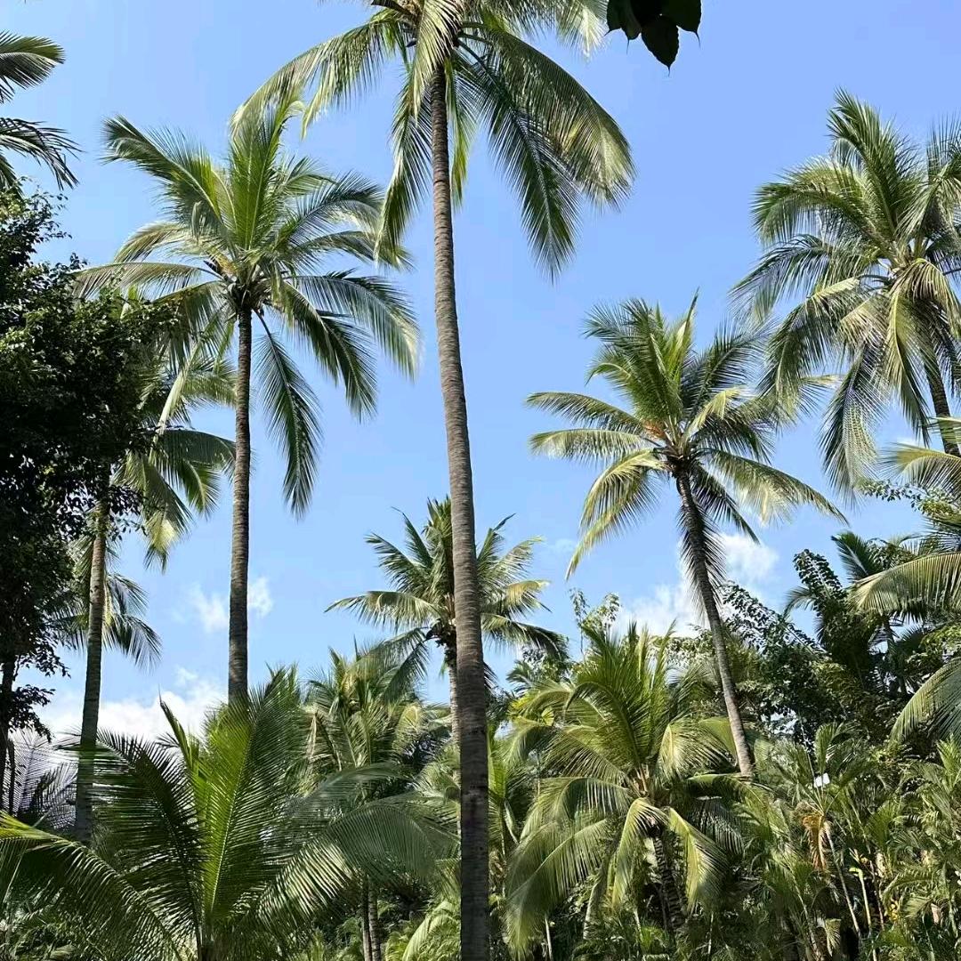 广州网约车十一