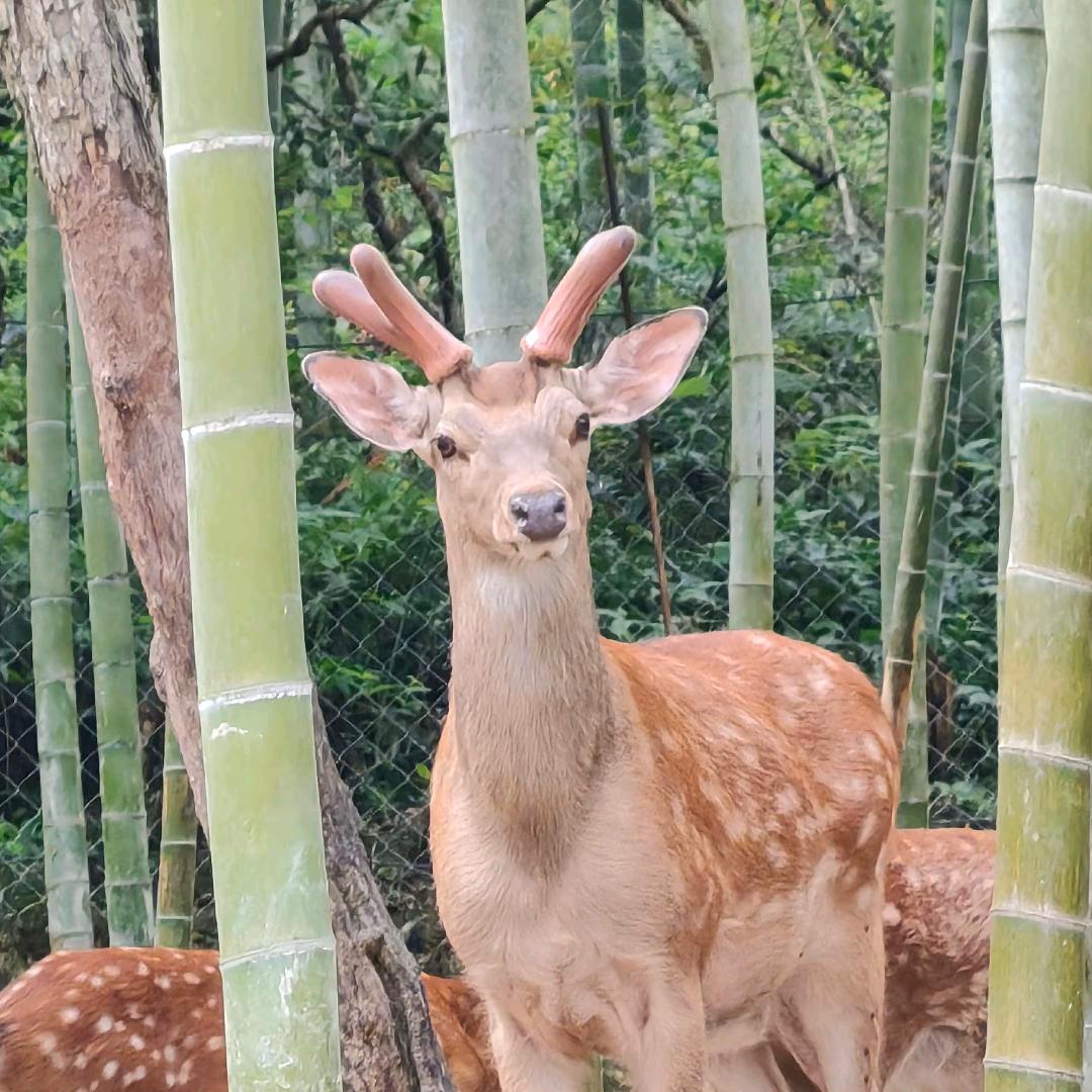 永丰县亿鹿梅花鹿养殖基地