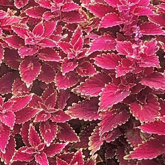 浩浩腾腾的妈妈