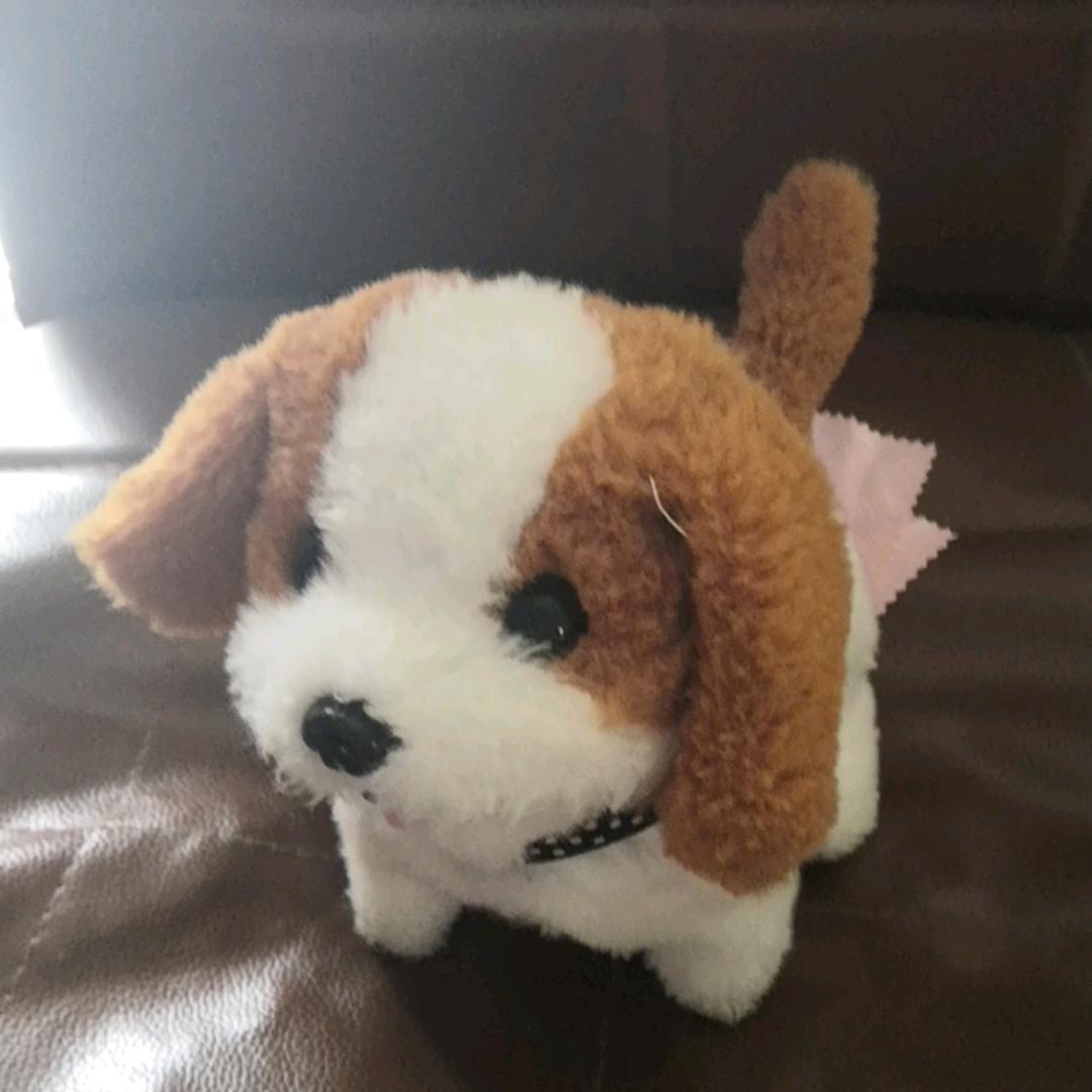 热 狗