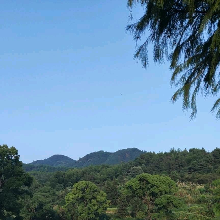 爱在田野里